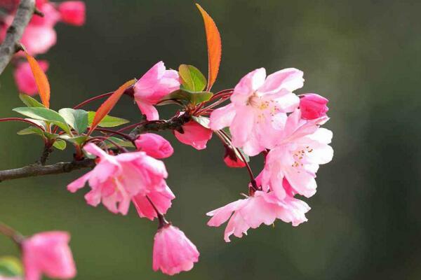 海棠花烂茎了怎么办,烂茎原因以及解决方法