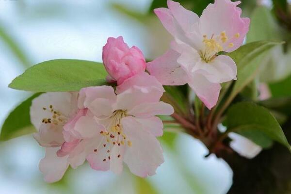 海棠花烂茎了怎么办,烂茎原因以及解决方法
