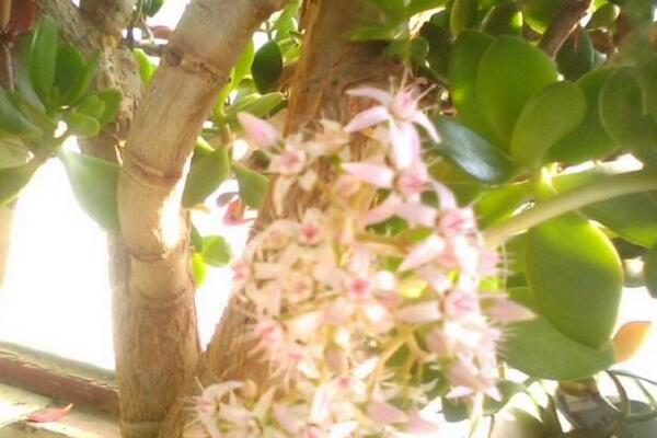 金钱树开花图片,开花条件以及开花寓意
