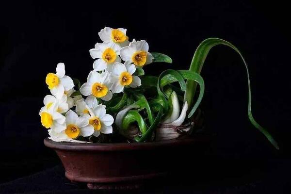 水仙花土培的养殖方法,水仙土培步骤