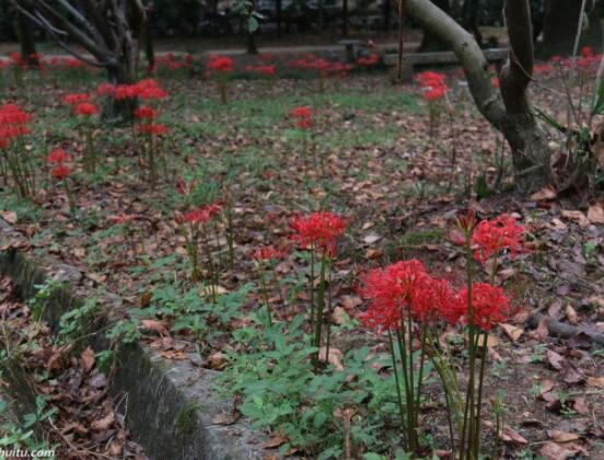 彼岸花怎么种植,老农总结七大种植方法