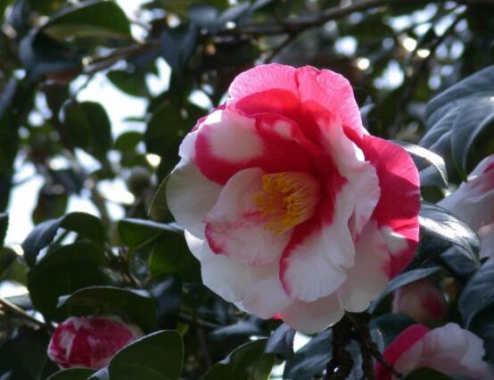 山茶花的花语是什么，代表着理想的爱、谦让、可爱