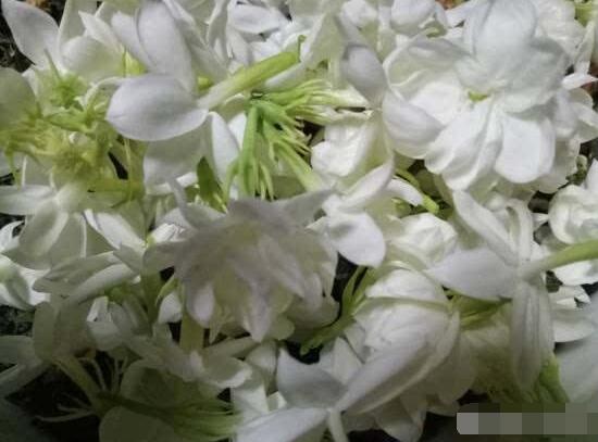 茉莉花施肥方法,教你五种基本施肥方法