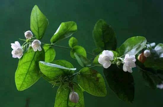 茉莉花施肥方法,教你五种基本施肥方法