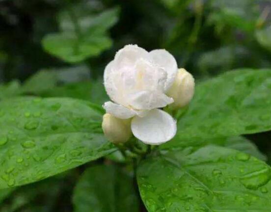 茉莉花施肥方法,教你五种基本施肥方法