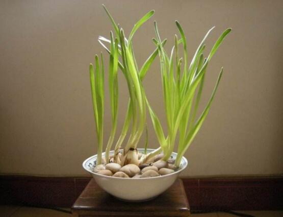水仙花水养怎么选盆,选圆形、椭圆形、浅盆、浅盘最为合适