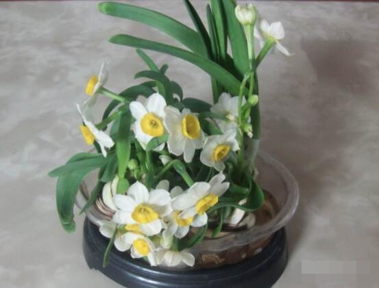 水仙花水养怎么选盆,选圆形、椭圆形、浅盆、浅盘最为合适