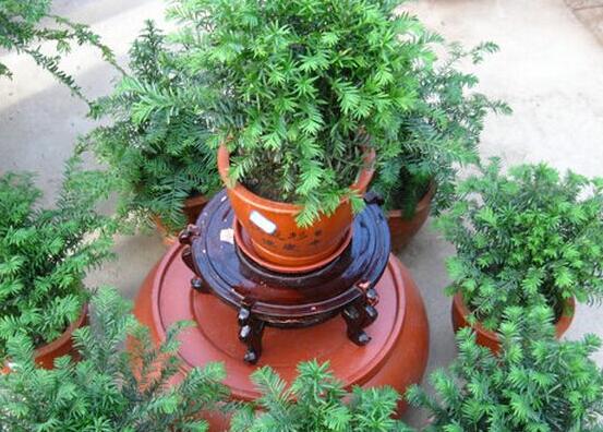 红豆杉适合室内养吗，具有净化空气、延年益寿作用