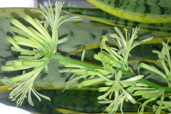 虎皮兰开花图片,好看的虎皮兰开花欣赏