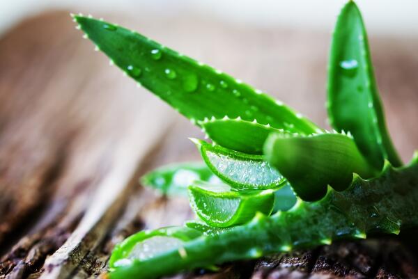 芦荟的正确养殖方法,要掌握以下5大要点