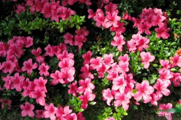 杜鹃花是否有毒,黄、白色的杜鹃花有毒