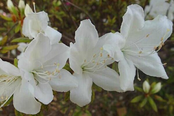 杜鹃花是否有毒,黄、白色的杜鹃花有毒