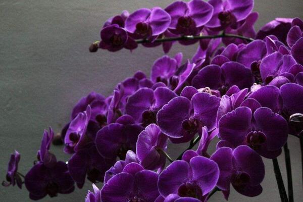 蝴蝶兰花语大全,不同颜色蝴蝶兰的花语不同