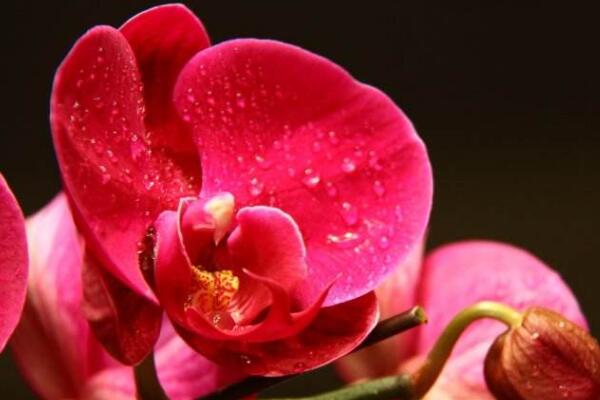 蝴蝶兰花语大全,不同颜色蝴蝶兰的花语不同