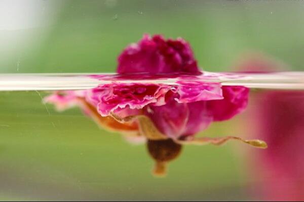 玫瑰花泡水能天天喝吗,长期喝可以美容养颜、清热解毒
