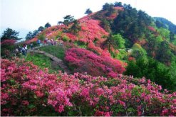 杜鹃花冬天能开花吗，适宜的环境一年四季可以开花