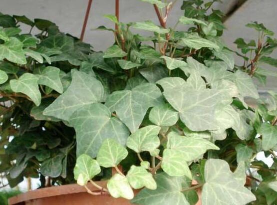 常春藤开花吗,花期从秋季一直到春季