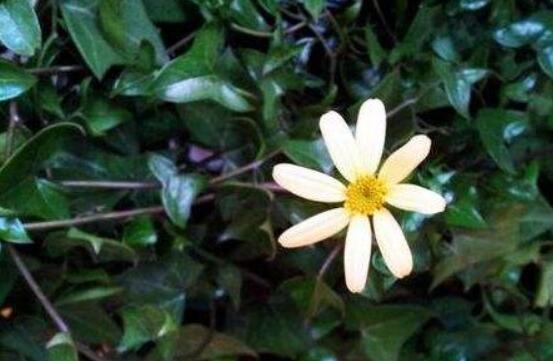 常春藤开花吗,花期从秋季一直到春季