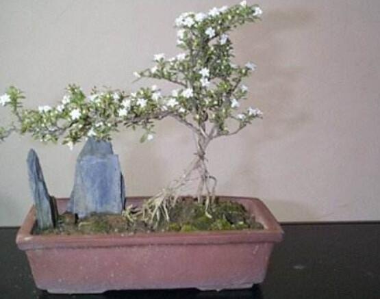 六月雪什么品种好,盘点六月雪最好的三个种类(阴木/金边/山地)