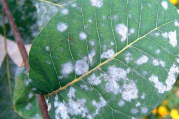 蔷薇花病害及防治方法,四种病害的症状以及防治