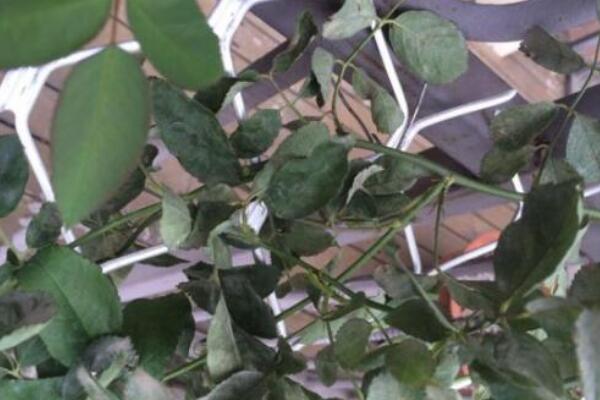 蔷薇花病害及防治方法,四种病害的症状以及防治