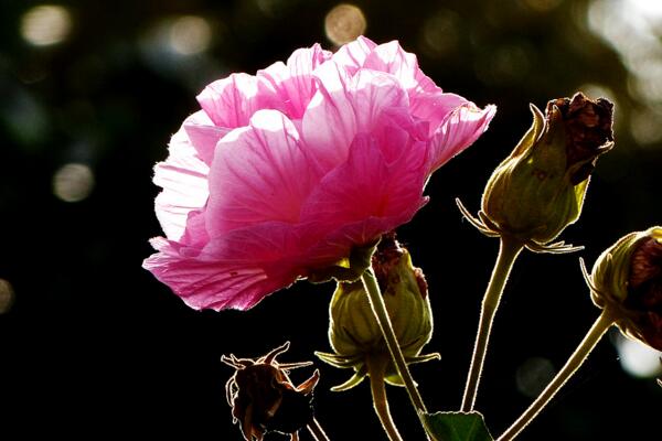 芙蓉花叶子蔫了怎么办，找到原因立即处理