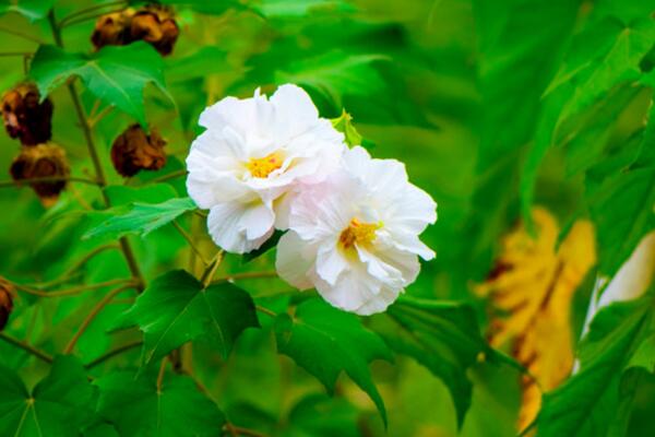 芙蓉花叶子蔫了怎么办，找到原因立即处理