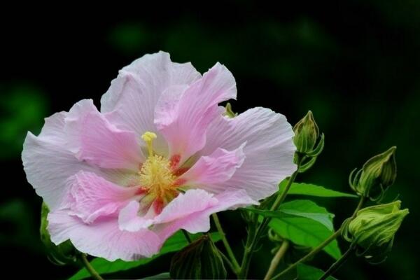 芙蓉花叶子蔫了怎么办，找到原因立即处理