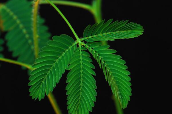 含羞草怎么养殖,含羞草养殖5大要点