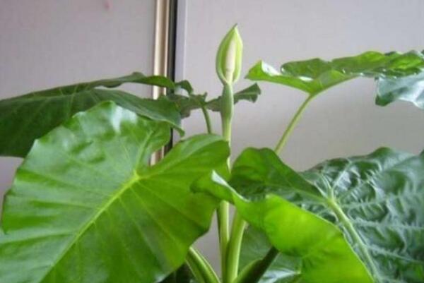 滴水观音多久开一次花,需要满足相应的条件才能开花