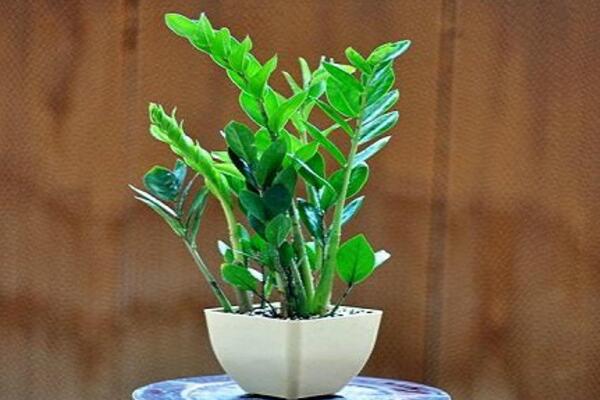 金钱树夏天需要施肥吗,每半月施肥一次