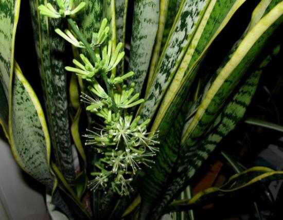 虎皮兰开花寓意什么,寓意着发财富贵、健康长寿