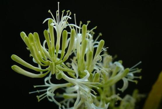 虎皮兰开花寓意什么,寓意着发财富贵、健康长寿