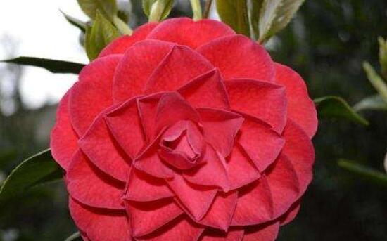 山茶花送给什么人,送给最适宜的四种人(朋友/爱人/长辈/老师)
