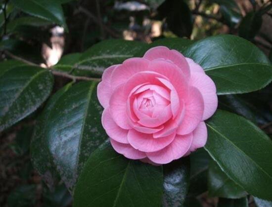 山茶花送给什么人,送给最适宜的四种人(朋友/爱人/长辈/老师)