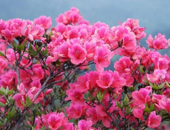 杜鹃花怎么换盆,老农教你三个简单易学方法