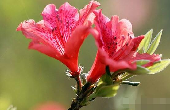 杜鹃花怎么换盆,老农教你三个简单易学方法