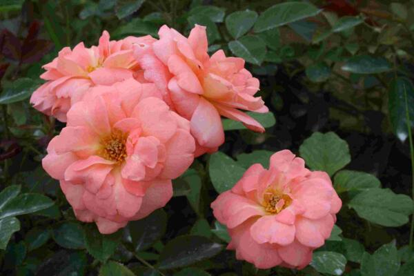月季花品种大全,月季花的5大品种