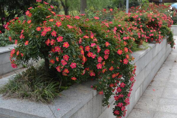 月季花品种大全,月季花的5大品种