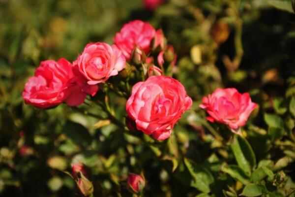 月季花品种大全,月季花的5大品种