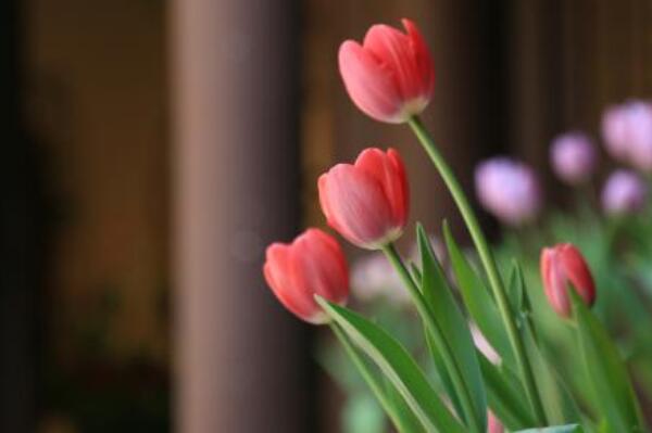 郁金香花开后的处理,以下5步处理保证来年继续开花