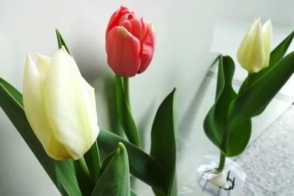 郁金香花开后的处理,以下5步处理保证来年继续开花