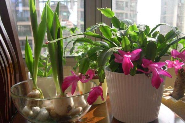 郁金香花开后的处理,以下5步处理保证来年继续开花