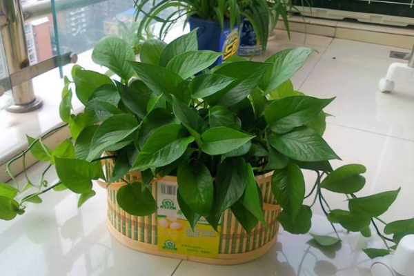 绿萝在风水上有禁忌吗,风水上说家中不适合养藤蔓植物