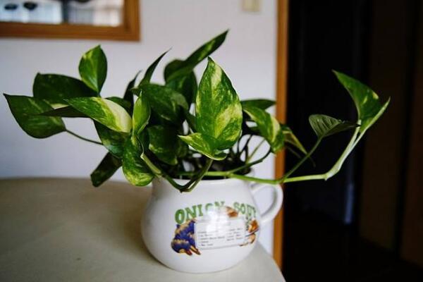 绿萝在风水上有禁忌吗,风水上说家中不适合养藤蔓植物