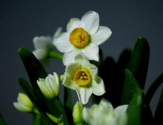 水仙花花语大全,代表着吉祥、祝福、坚贞的爱情