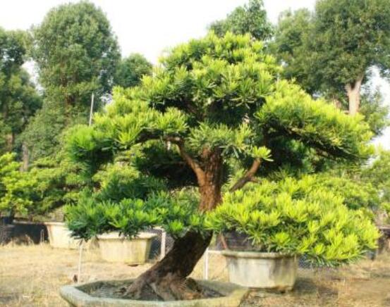 罗汉松盆景修剪技巧,教你三种修剪方法(疏剪/短剪/缩剪)