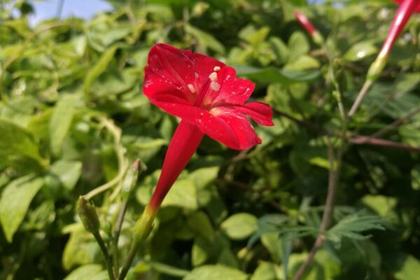 牵牛花寓意着什么意思，代表着爱情、虚幻、缥缈的恋爱