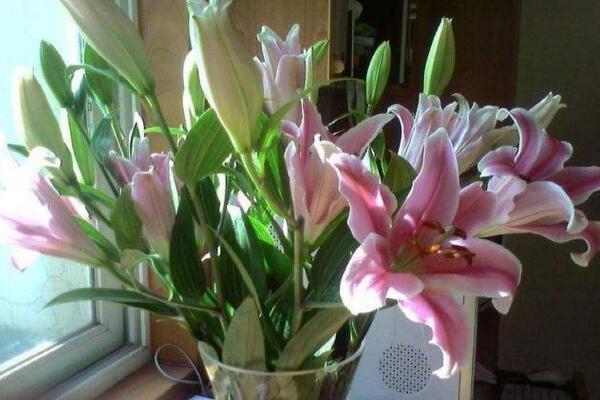 百合花摆放禁忌,放在卧室容易影响睡眠