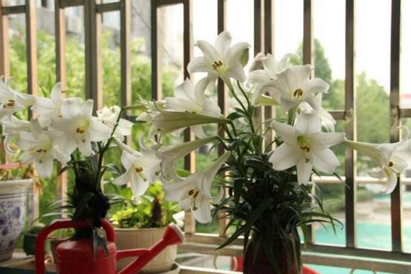 百合花摆放禁忌,放在卧室容易影响睡眠